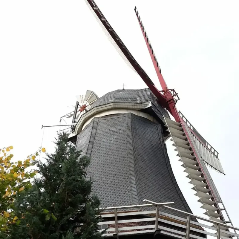Eingerüstete Windmühle mit neu gedeckter Kappe